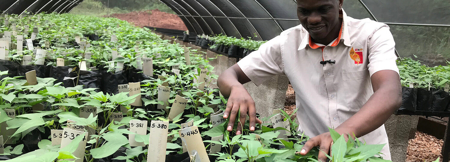 Sweetpotato Genomics Breeding in Africa